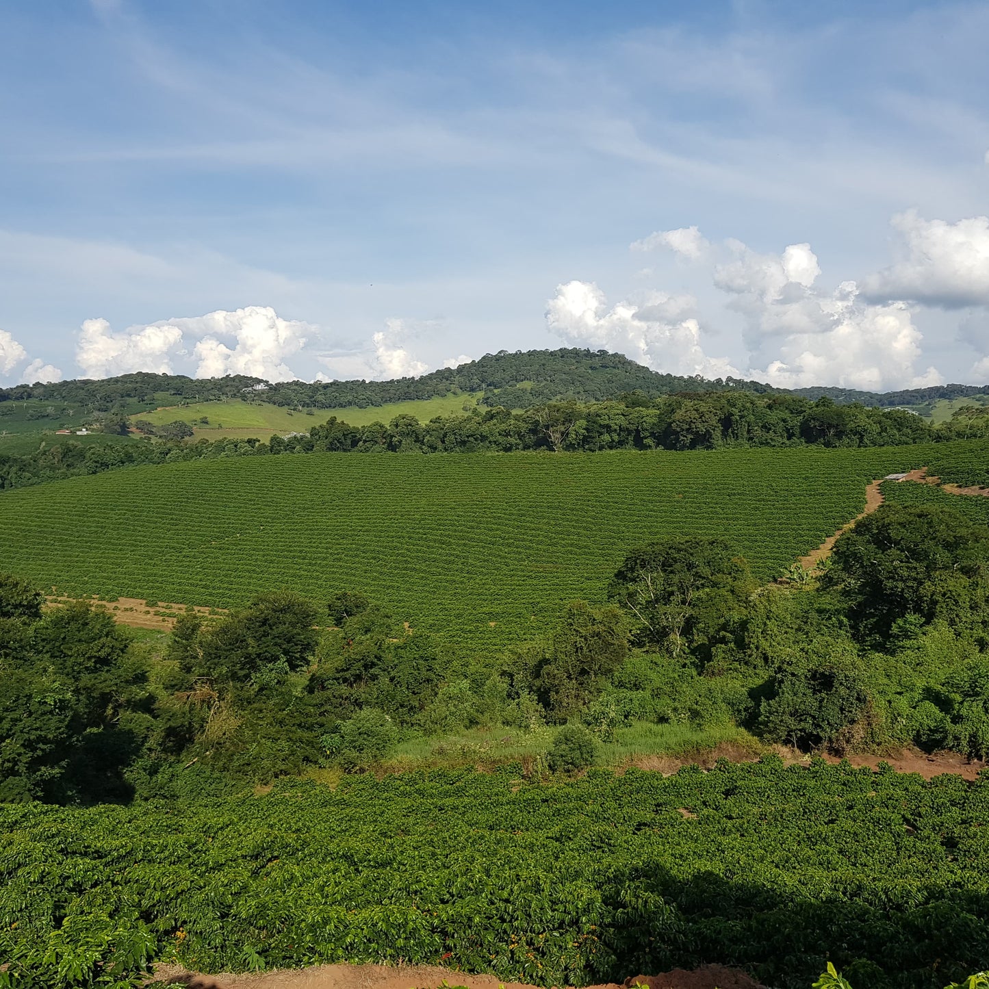 BRAZIL Minas Gerais | Esprersso Roast